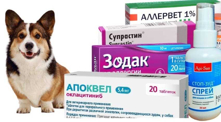 Препараты антигистаминные для собак