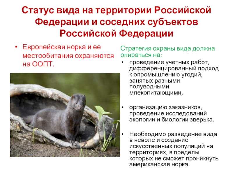 Все о норке: описание видов животного, содержание в домашних условиях, плюсы и минусы