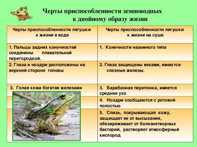 Земляная жаба
