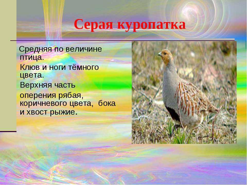 Презентация на тему "птицы степи"
