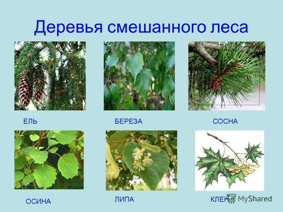 Лесные растения