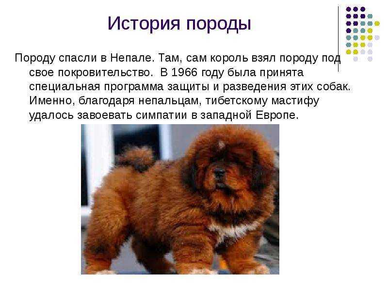 Тибетский мастиф характеристика щенка и взрослой собаки. - догофф