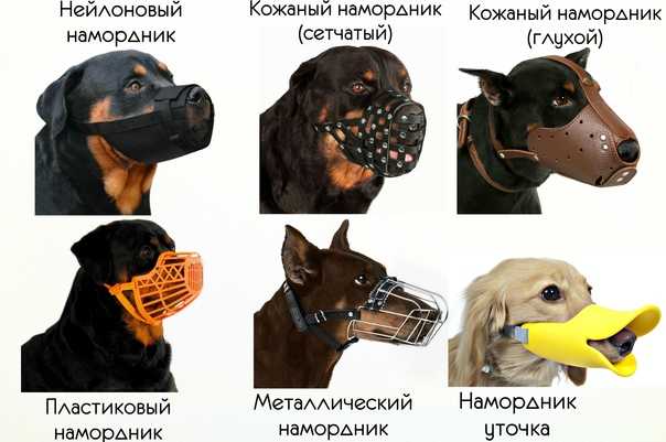 Особенности ухода за французским бульдогом