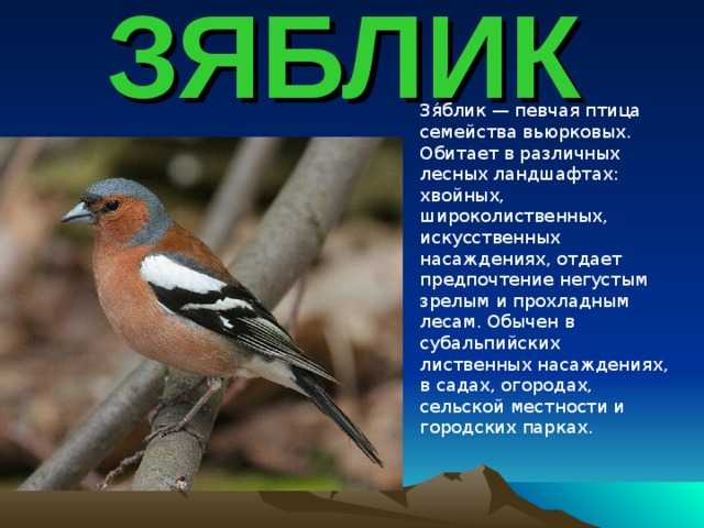 Зяблик (50 фото): описание птицы, среда обитания и чем питается