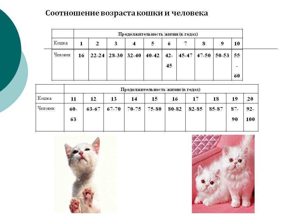 Как определить возраст котенка