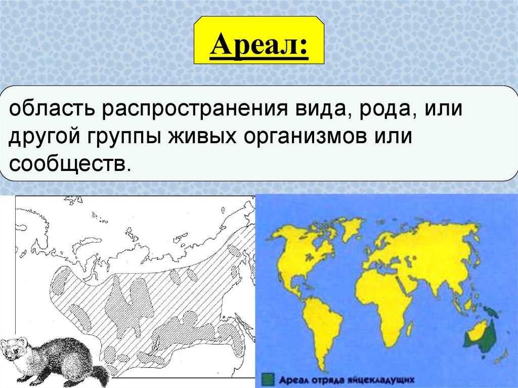 Ленивец – места обитания и особенности, рацион, размножение и жизненный цикл + 75 фото