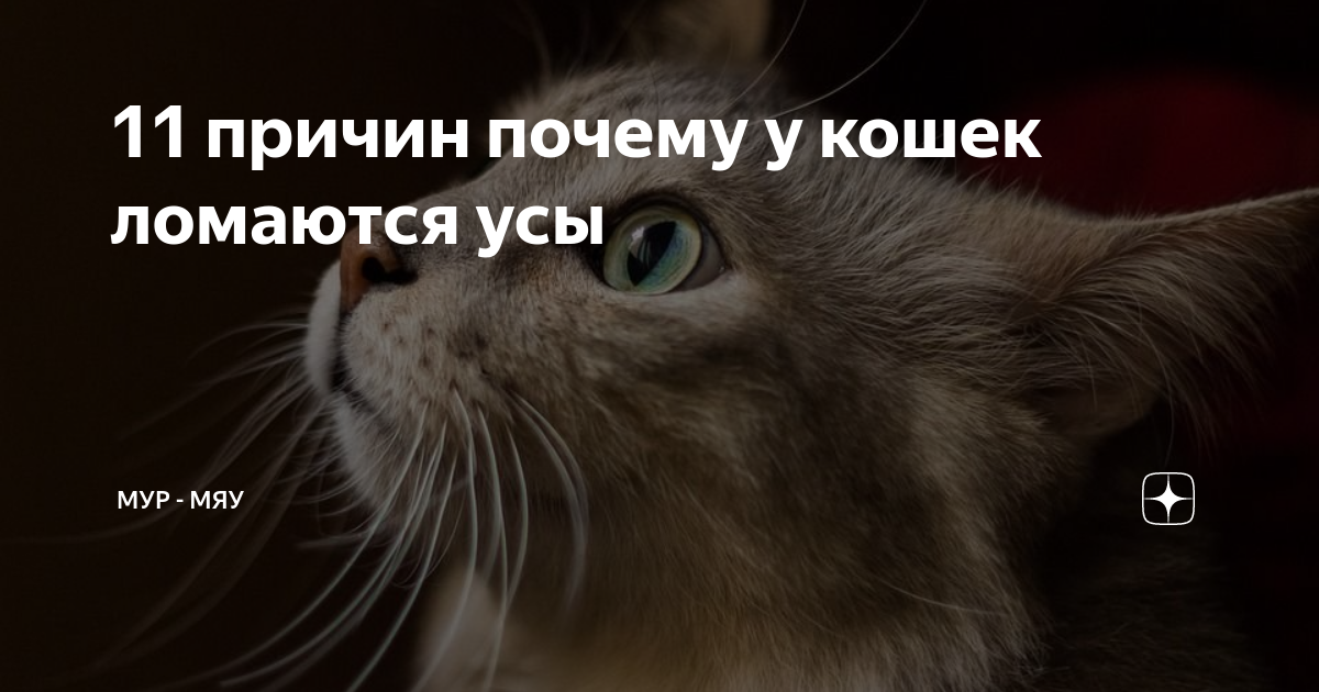 У кошки выпадают усы — причины, возможные последствия
