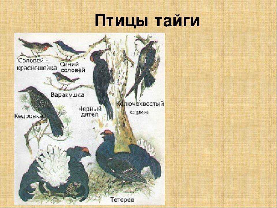 Птицы сибири. описания, названия и особенности птиц сибири - птицы