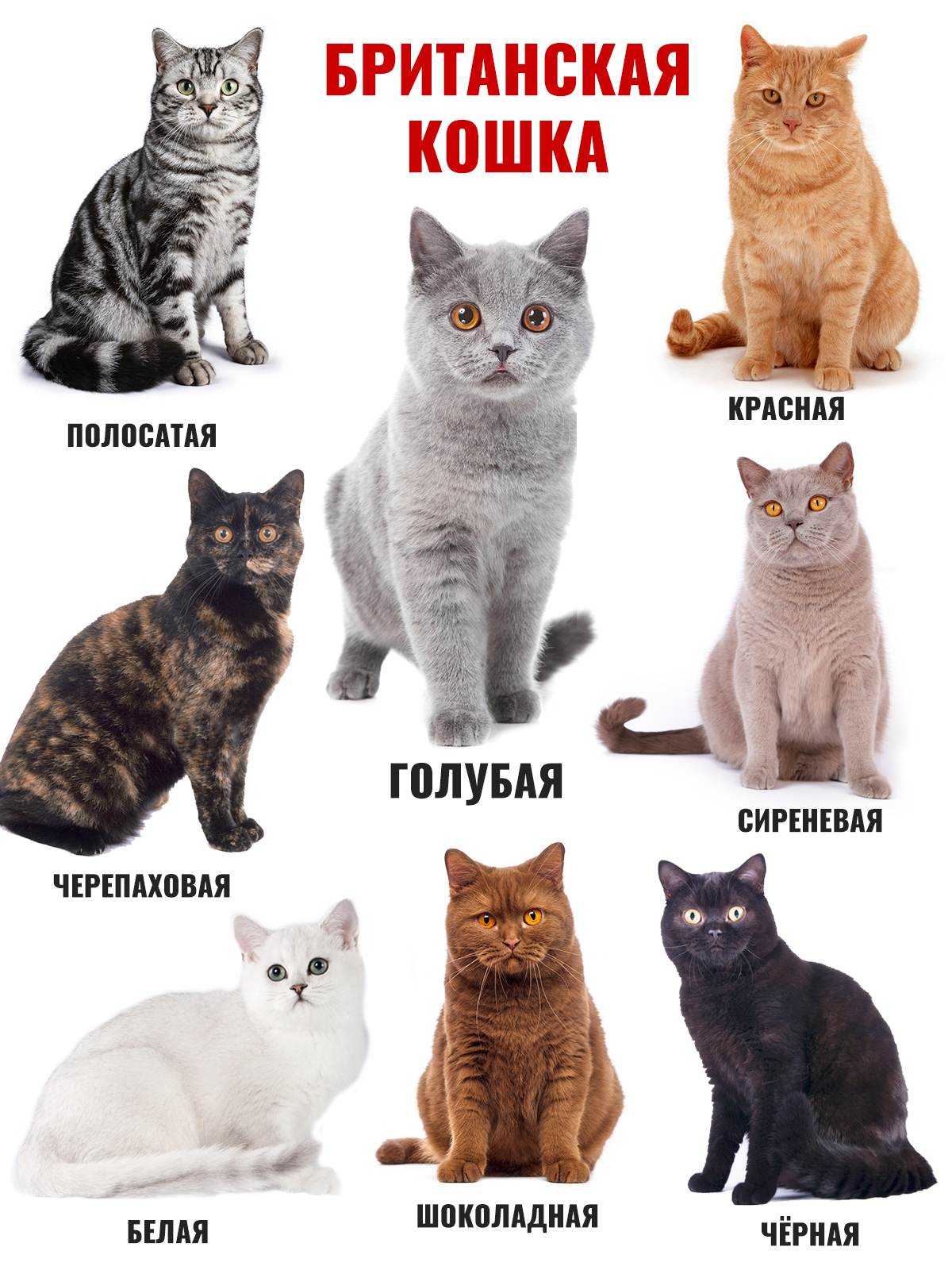 Окрасы британских кошек с фото и описанием | ваши питомцы