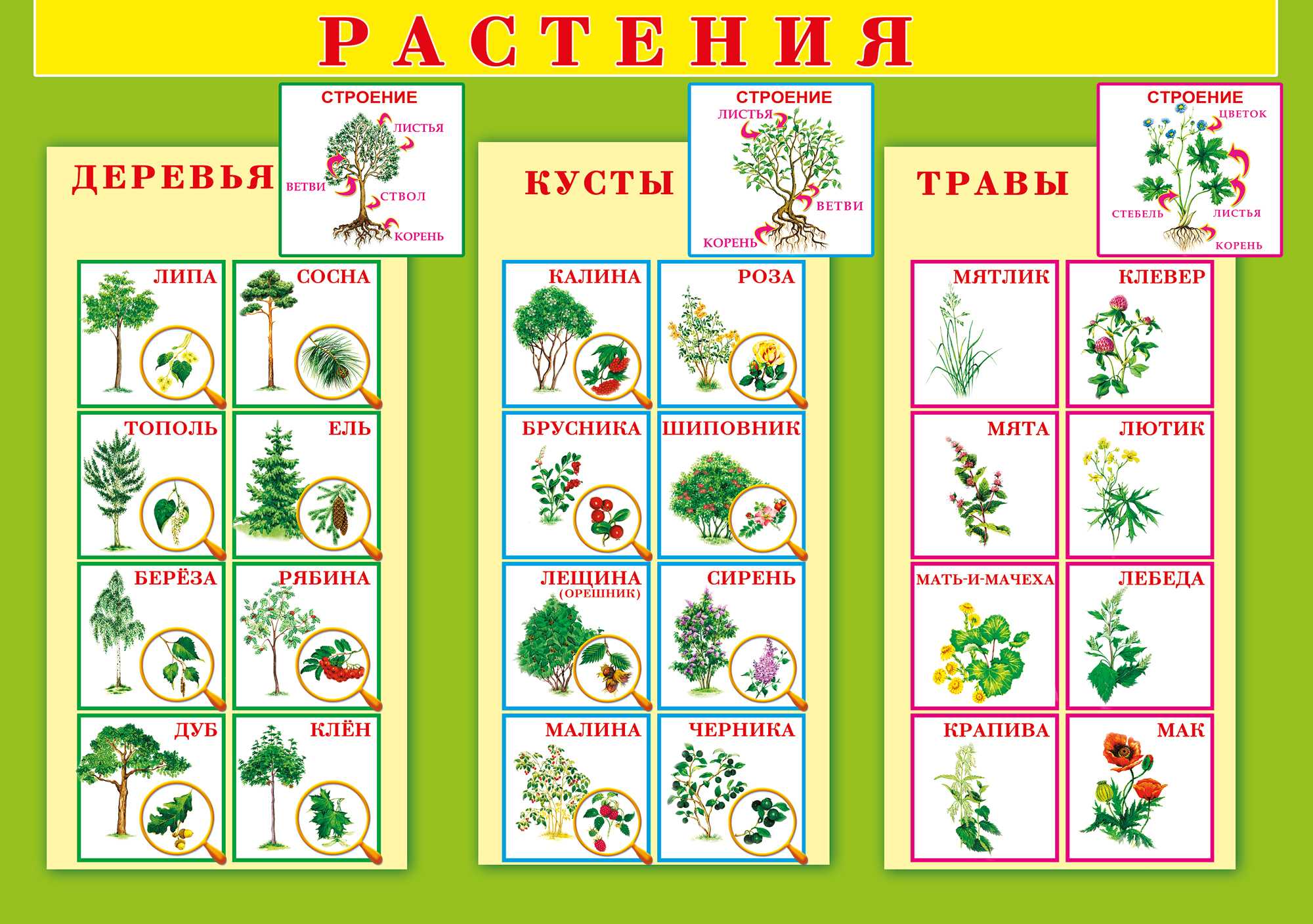 Лесные зоны россии