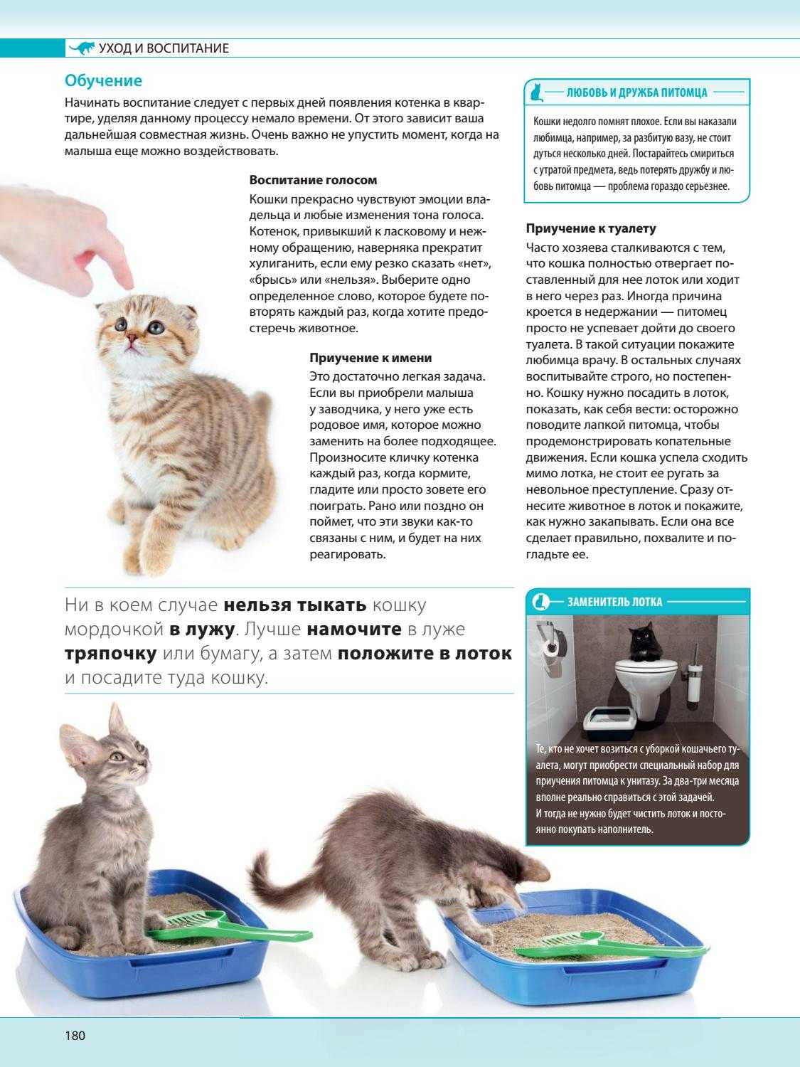 Что может означать если кот срет где попало По каким причинам кошка начала ходить в туалет по-большому в неположенном месте Как определить что проблема в лотке и как ее устранить Эффективные способы и методы наказания питомца