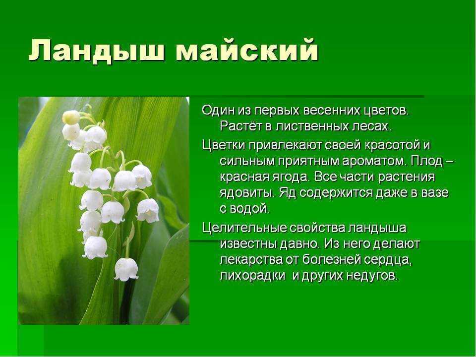 Ландыш майский – полезные свойства, описание