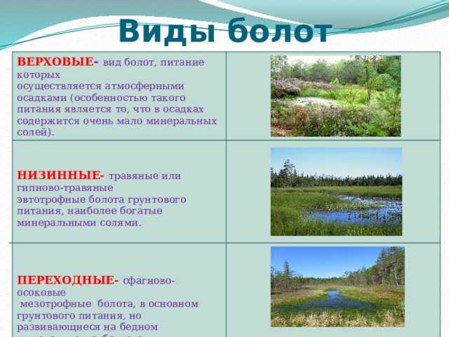 Болота: свойства, классификация и роль в природе