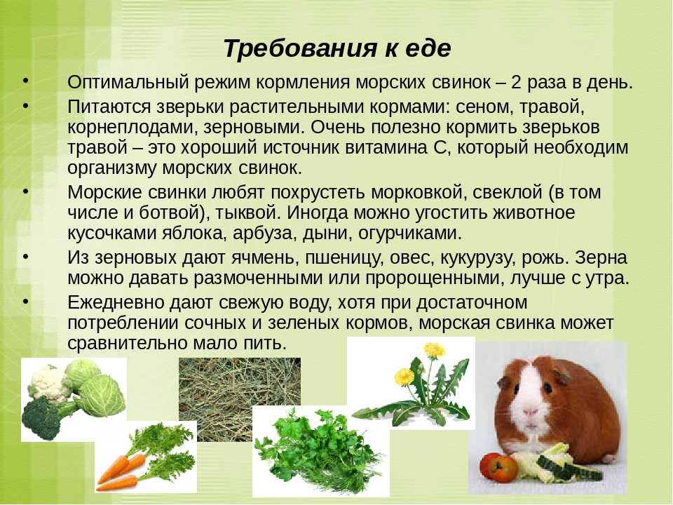 Обыкновенная ласка: как выглядит, что ест и где живет, возможно ли одомашнить