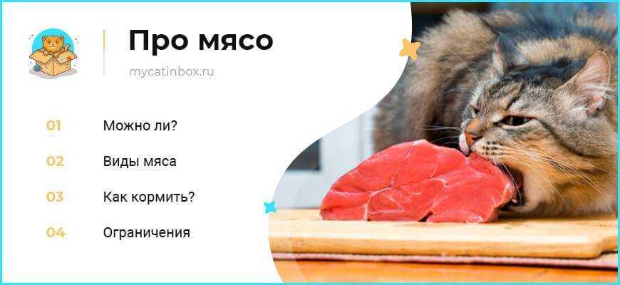 Чем можно кормить котенка: советы ветеринара