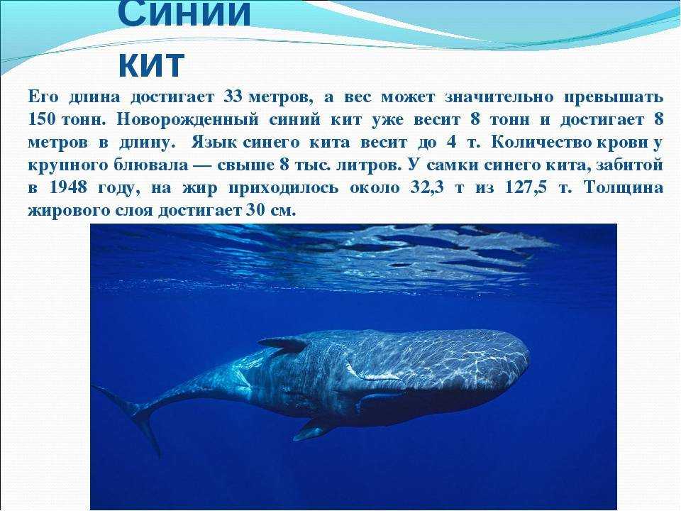Серый кит: описание, ареал обитания, миграции, питание, размножение серых китов
