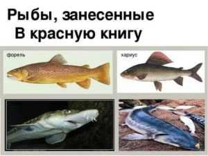 Рыбы камчатки | красная книга камчатки. том 1. животные | география камчатки | камчатский край, петропавловск-камчатский — краеведческий сайт о камчатке: история камчатки, география и этнография камчатки, литература камчатки, фотографии камчатки