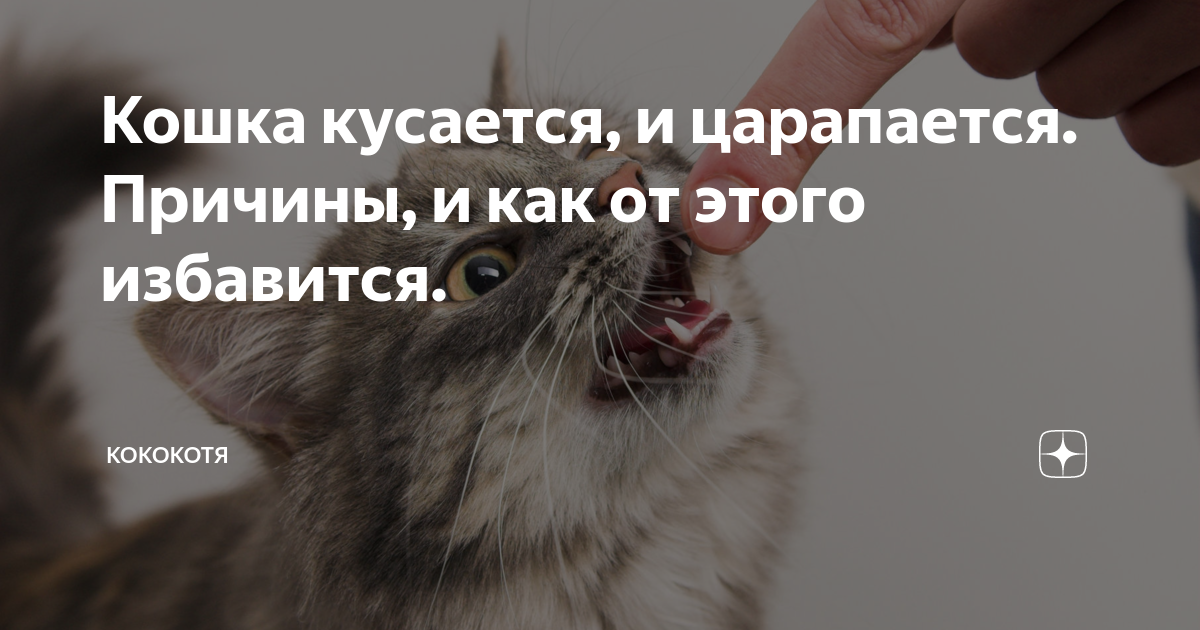 Если кот нападает на хозяйку и кусает - вместе мастерим