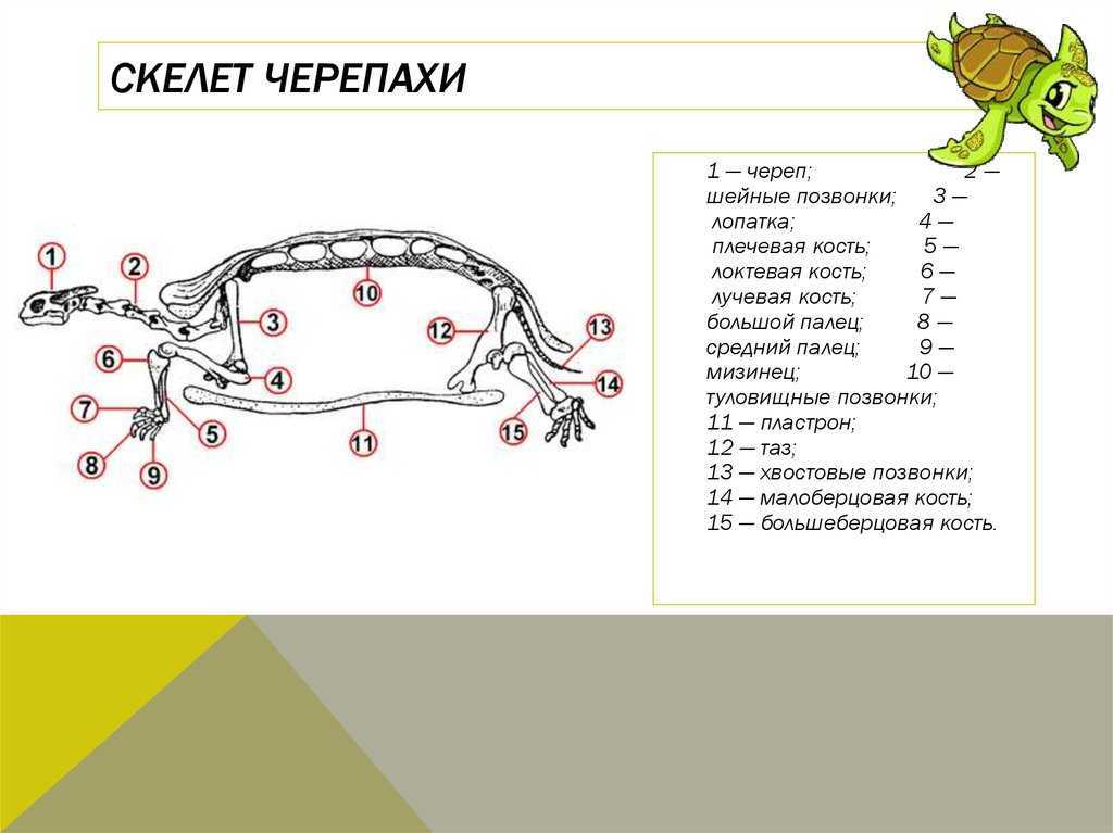 Строение домашней черепахи: как выглядит и из чего состоит панцирь, есть ли зубы