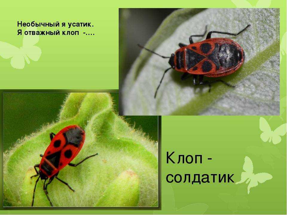 Клоп солдатик - фото, описание, чем питаются, как избавиться в доме и на огороде