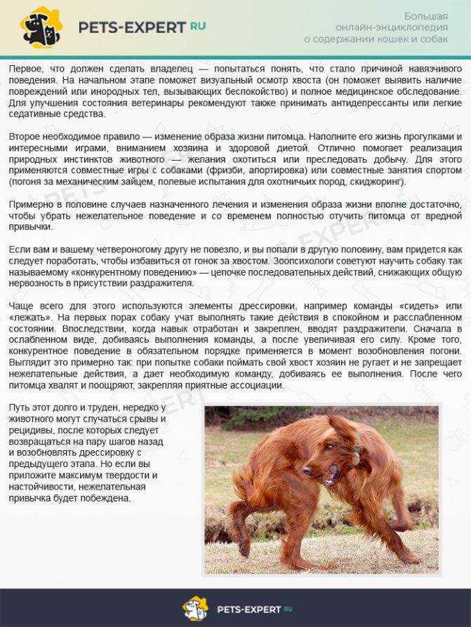 Как помочь собаке, если она тоскует по хозяину   | материнство - беременность, роды, питание, воспитание