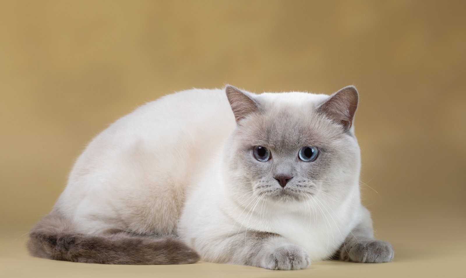 Сил пойнт, табби, блю и ред: каким может быть окрас тайской кошки?_ | wwwcat.ru