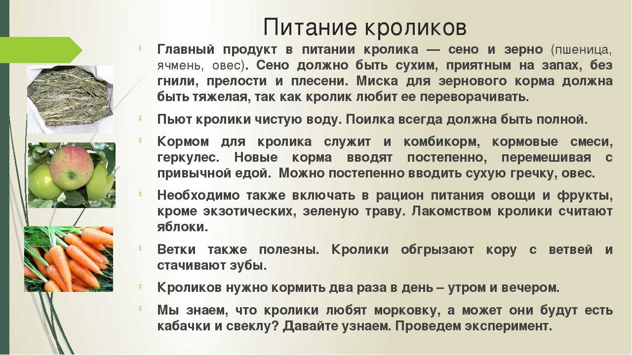 Корм для кроликов ячмень или овес