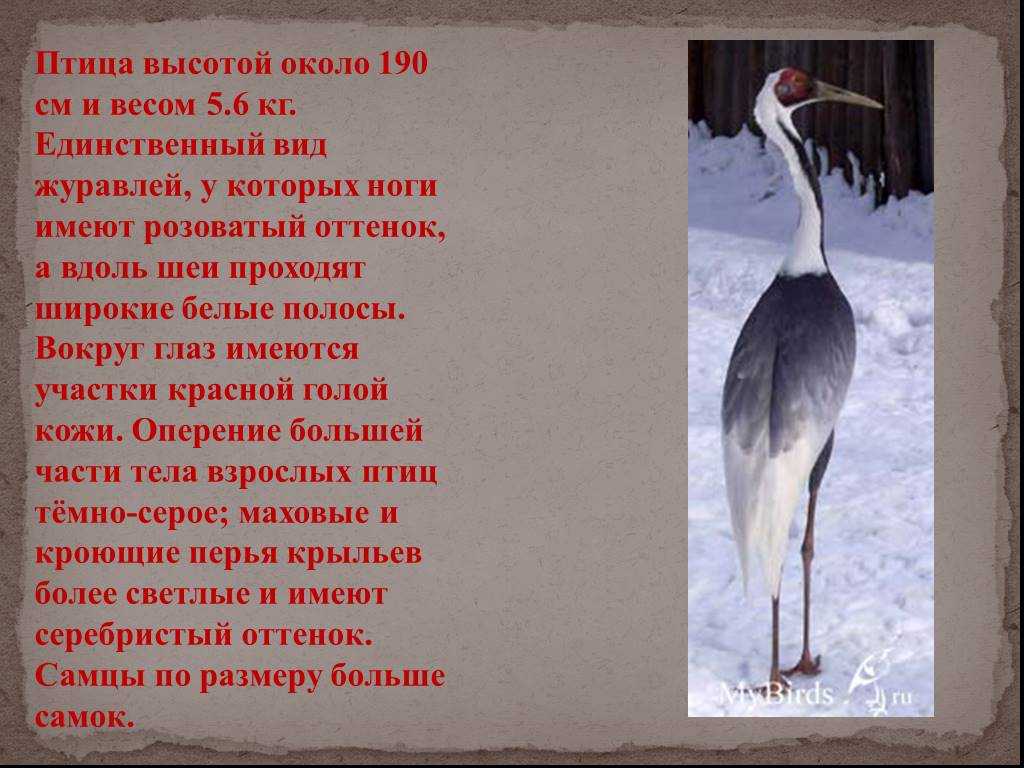 Журавль (60 фото) - описание птицы, среда обитания и чем питается