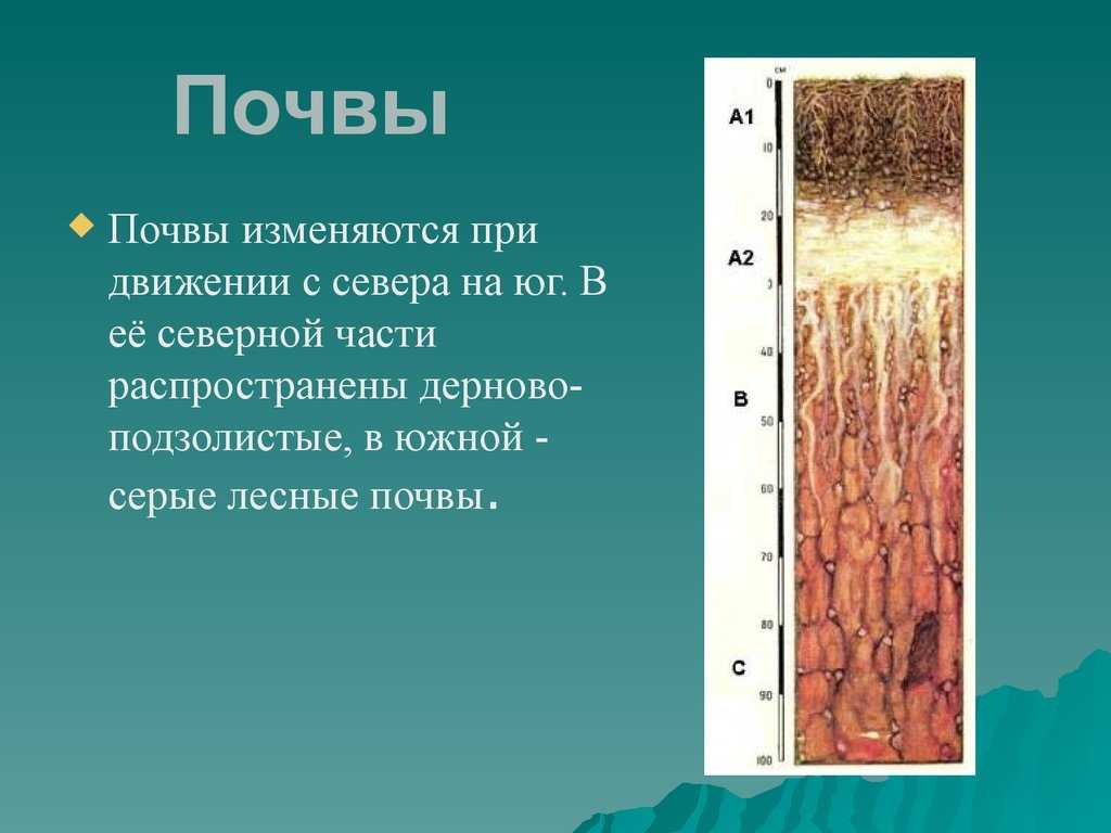 Почва тайги