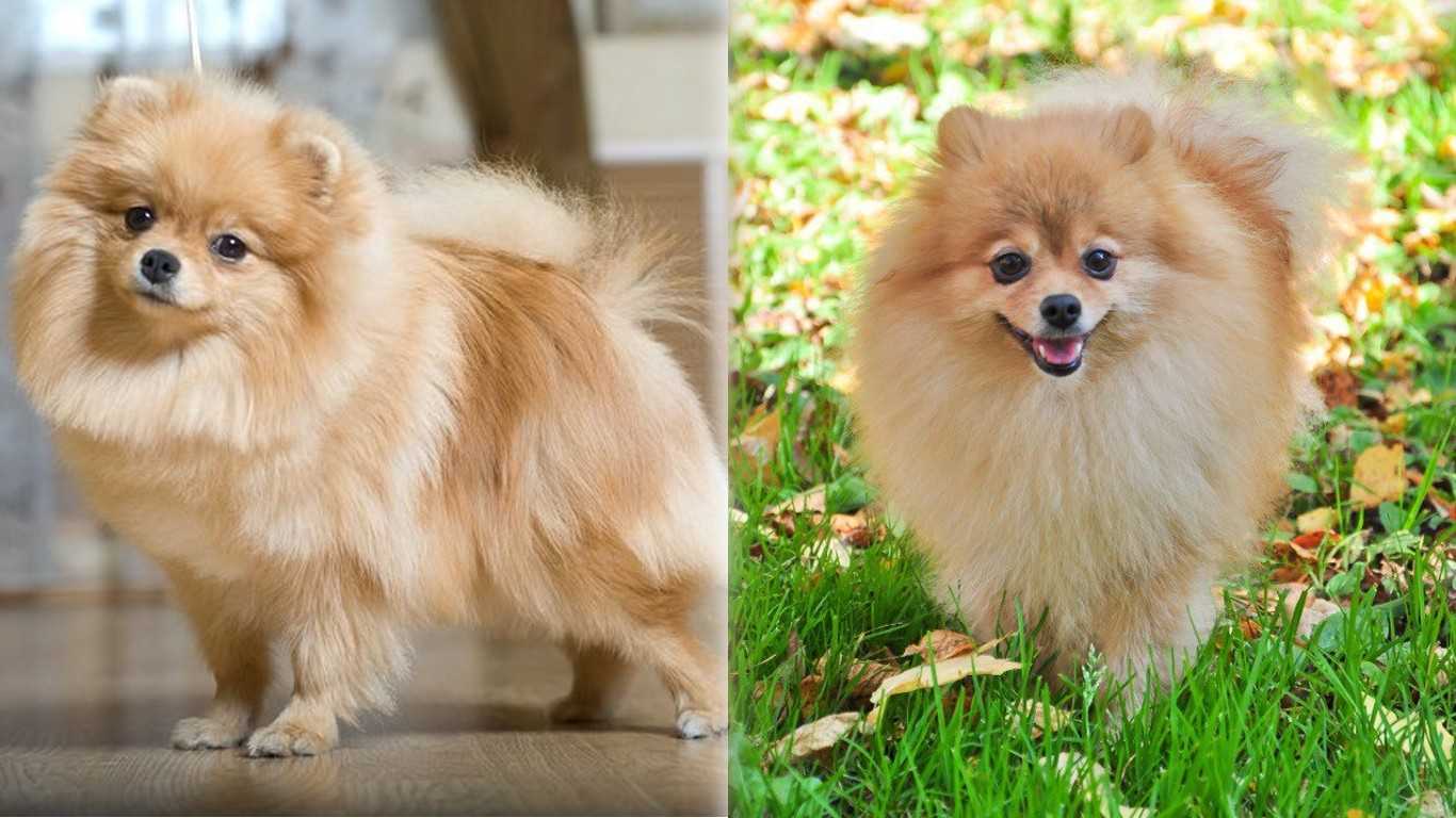 Домашний косолапый: 6 пород собак, которые похожи на медвежонка