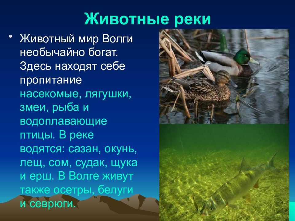 Доклад животные ленинградской области 4 класс сообщение