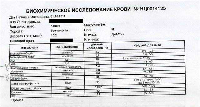Кот или кошка писает кровью | почему, после падения