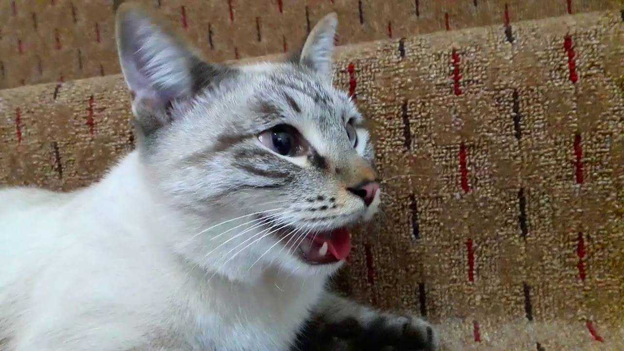 Какой должна быть кошка после родов По каким причинам она часто дышит с открытым ртом Почему может подниматься температура Как правильно ухаживать за домашней любимицей в восстановительный период Симптомы опасных осложнения и их профилактика