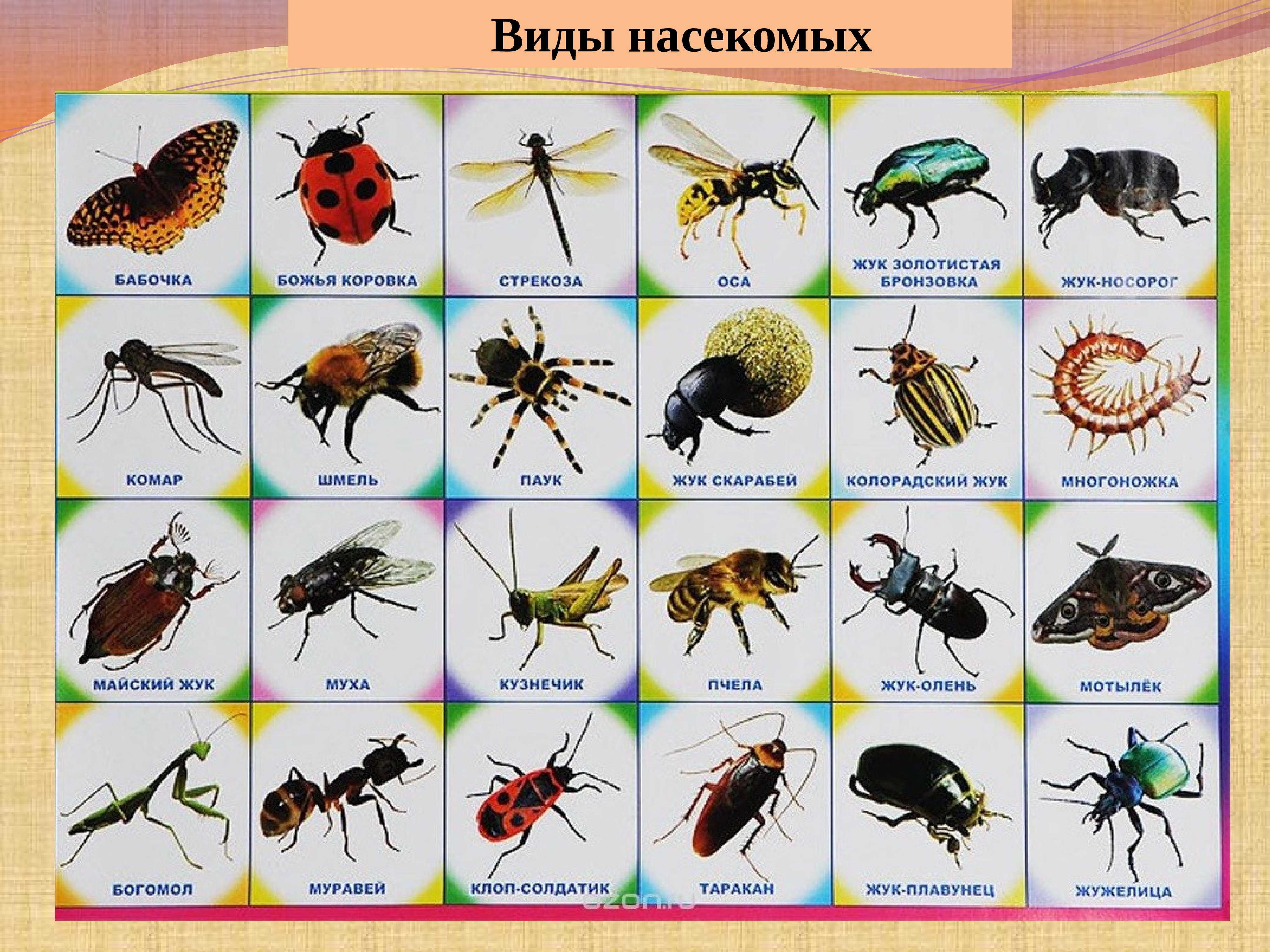 Вредные и полезные насекомые в нашем саду