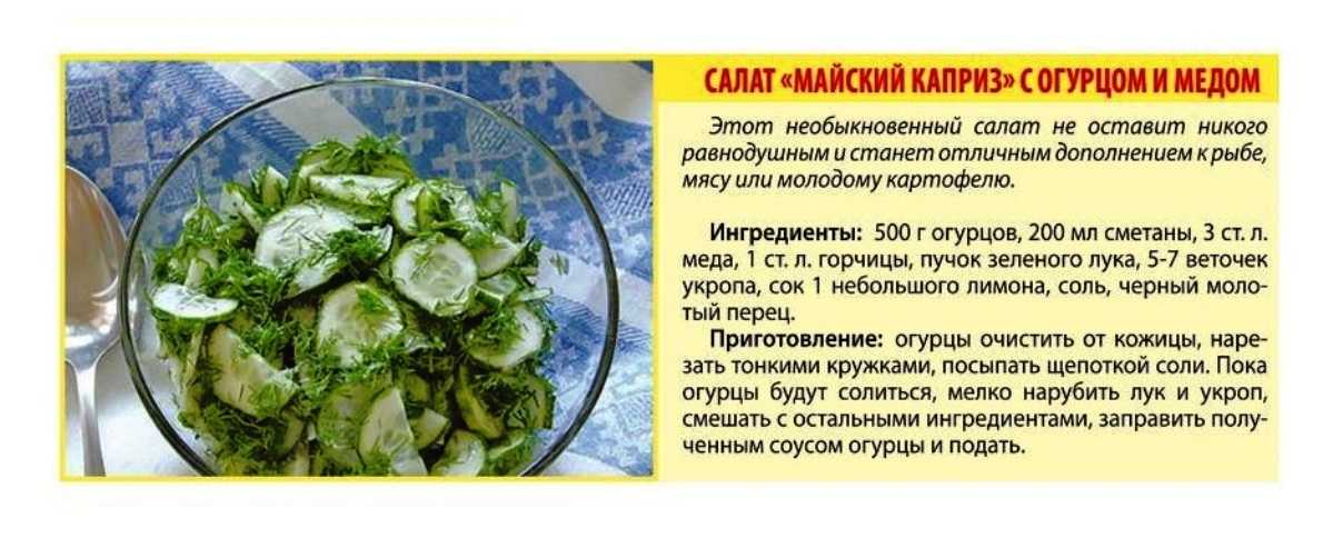 Можно ли собакам давать огурцы: в чем польза и вред овощей, как кормить