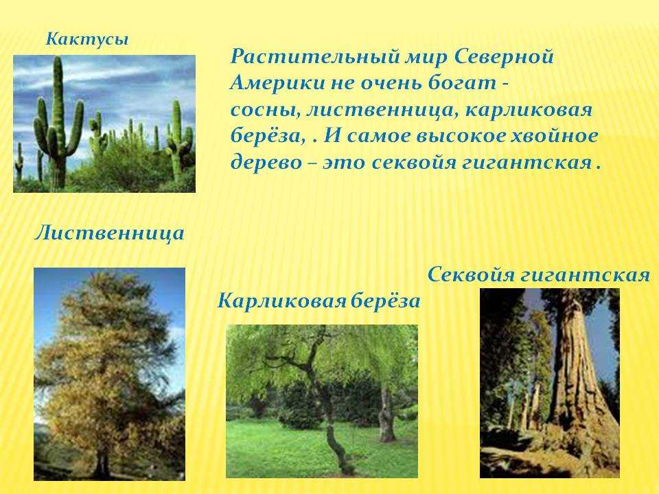 Растительный мир северной америки - интернет энциклопедия для студентов