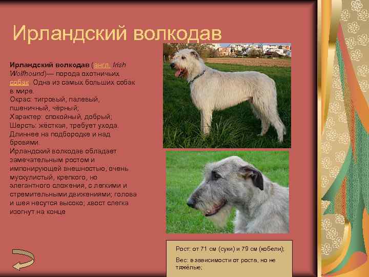 Ирландский волкодав: история, стандарт, характер и условия содержания (+ фото) | ваши питомцы