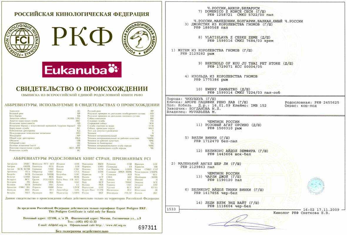 Как правильно оформить загранпаспорт для питомца | финтолк
