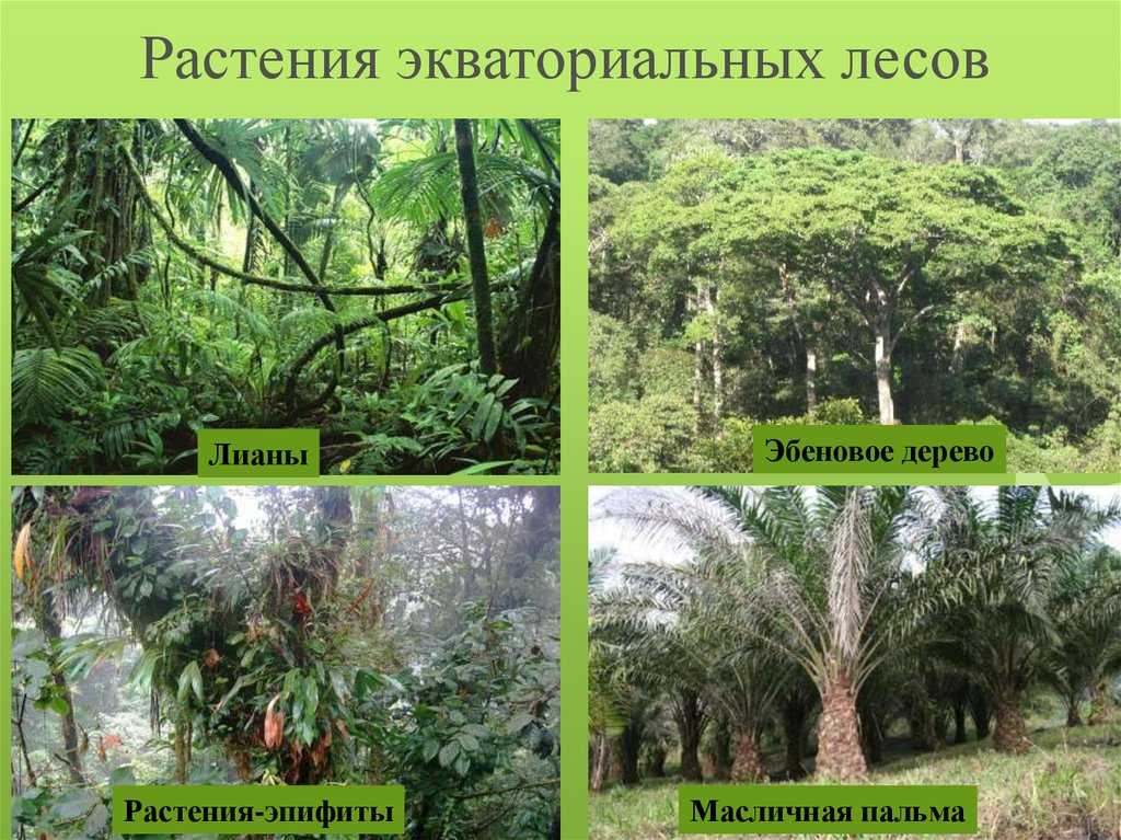 Влажные экваториальные леса
