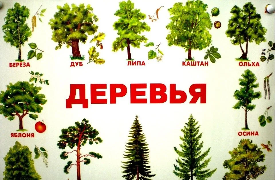 Леса россии: смешанные, хвойные, широколиственные, мелколиственные, характеристика, породы