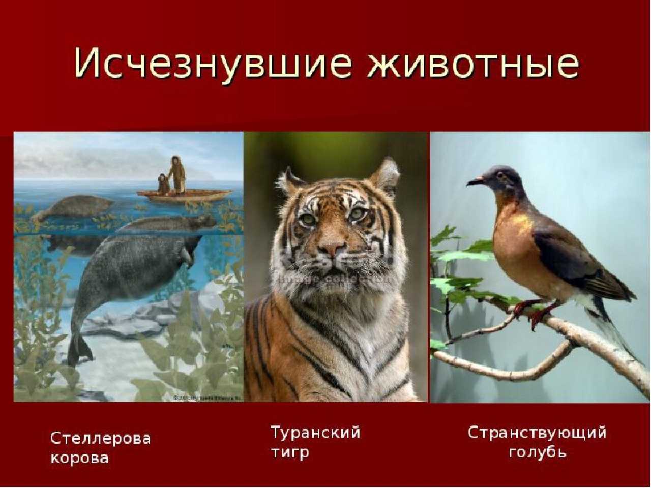 Черная книга животных. животные, занесённые в черную книгу - дикие животные