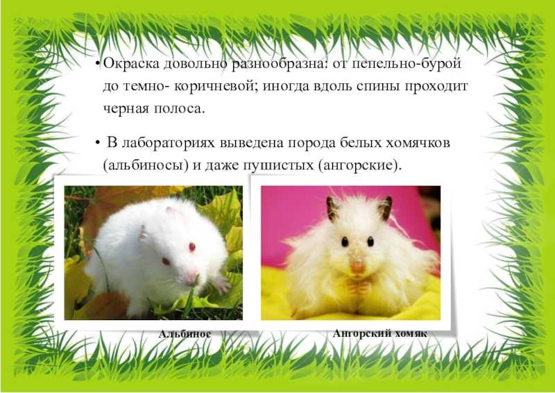 Ангорский хомяк: особенности породы, уход и содержание