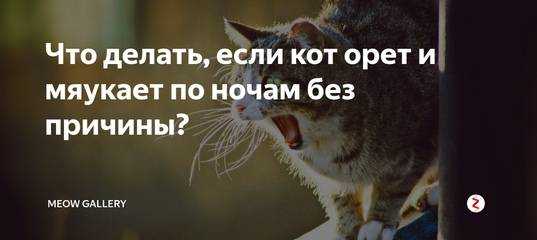 Почему кошки бегают по квартире как ненормальные и постоянно мяукают