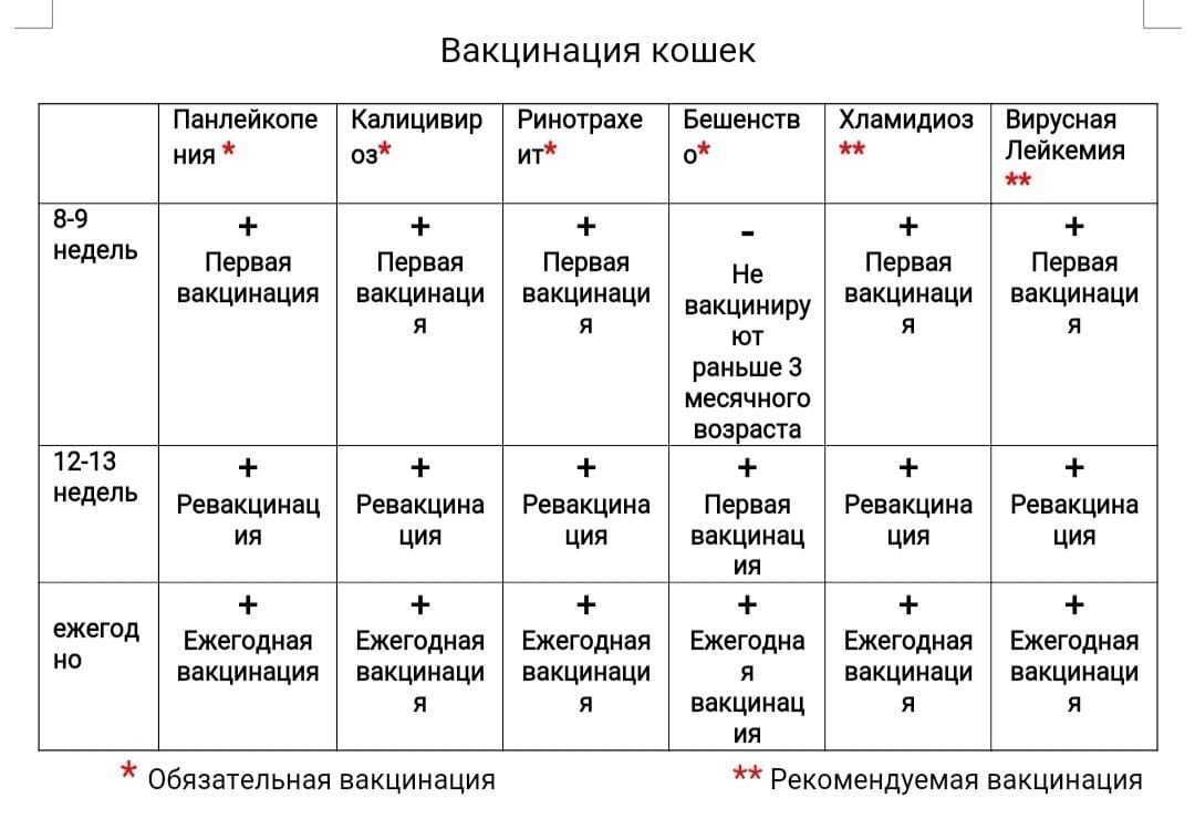 Прививки кошкам и котятам: график, вакцины, сроки и основные правила
