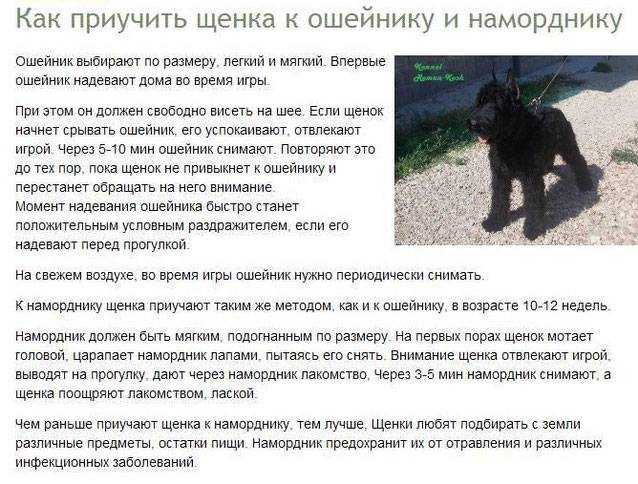 Как приучить собаку к наморднику