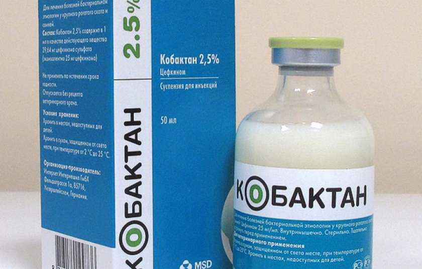Кобактан для собак: инструкция по применению антибиотика в ветеринарии с дозировкой. можно ли делать уколы беременным и щенкам?