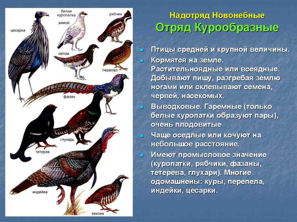 Гарпия — гигантский расчленитель обезьян