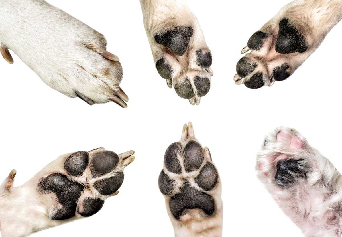 Шестипалый щенок что это значит