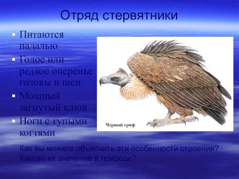 Какие птицы в мире самые большие?