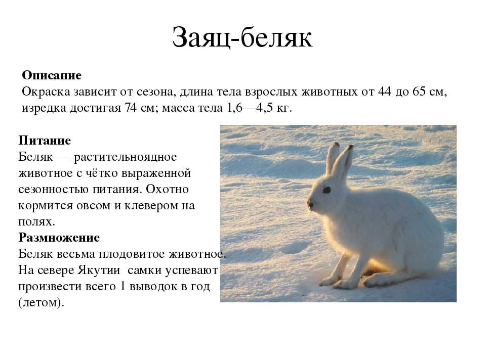 все про зайца-беляка Вид и род животного и место обитания Описание и фото Почему заяц-беляк занесен в Красную книгу Кто враги зайца-беляка Особенности и характеристика, вес и размер Сообщение и доклад